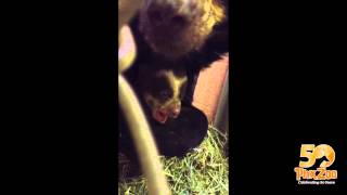 preview picture of video 'First Glimpse of Andean Bear Cub at the Phoenix Zoo!'