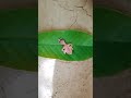 Chhoti Si Nanhi Si Pyari Si