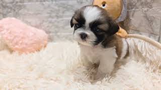 シーズーの動画01