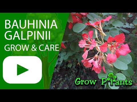 , title : 'Bauhinia galpinii grow & care'