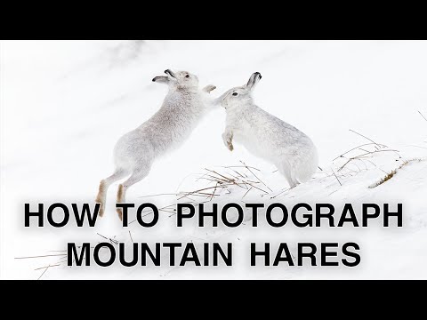How to Photograph Mountain Hares | Wildlife Photography Tips