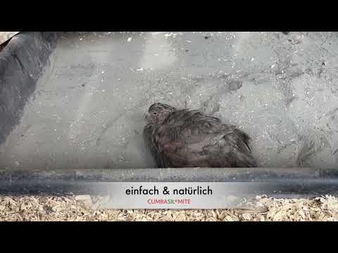 Milbenkontrolle bei Wachteln mit Cumbasil Mite