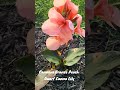 Cannova Bronze Peach Dwarf Canna Lilly  #cannalily
