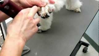 How to shave a poodles foot