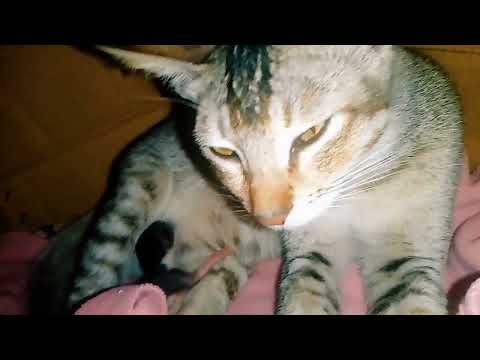 Sweetyr baby hoise🙂 2 ta mara gese