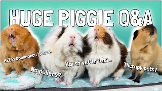 Mega Guinea Pig Care Q&A! Your Questions Answered!