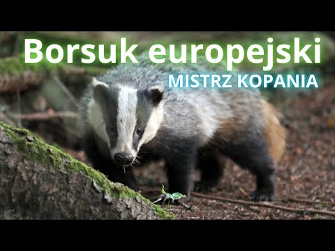 Borsuk europejski - podziemny architekt lasów