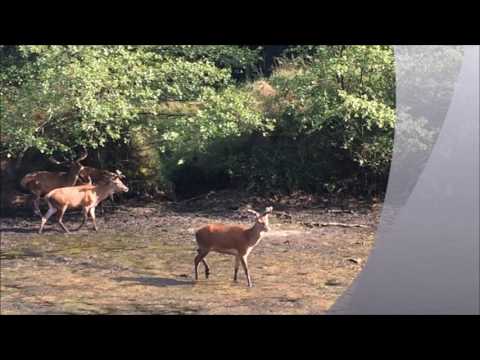 Heimatreport.TV - Strandfeeling für Hirsche