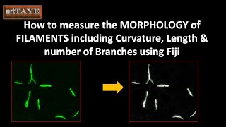 How to measure the MORPHOLOGY of FILAMENTS including Curvature Length & number of Branch using Fiji