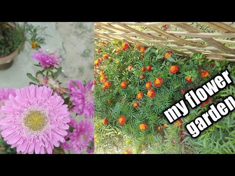 #my flower garden//