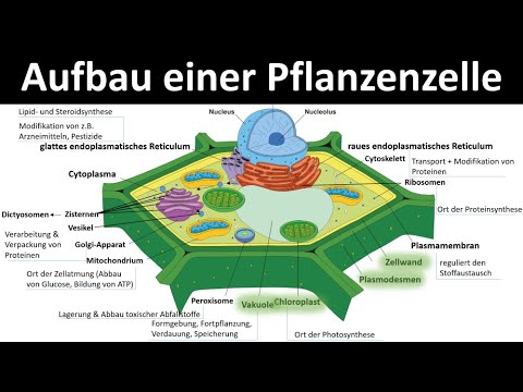 Plant cell - structure and function [Cell organelles and their functions 2/3] - [Biology, upper s...