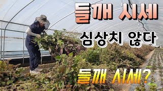 들깨 시세 심상치 찮다  !! 잎이 빨강색 들깨 맛은 어떨지 ?
