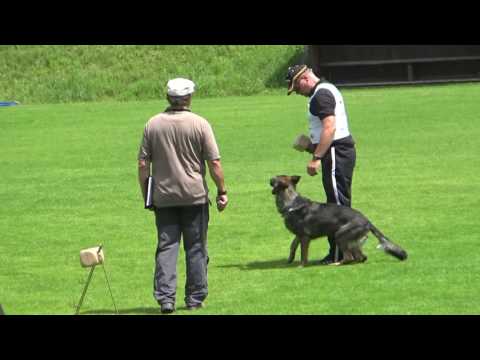 2017 WUSV Universalsieger in Regau GER-02 Erwin Schmitz with Bea vom Great Digger B=81