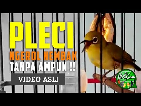 download lagu mp3 mp4 Download Mp3 Masteran Pleci Ngalas Ngerol Nembak, download lagu Download Mp3 Masteran Pleci Ngalas Ngerol Nembak gratis, unduh video klip Download Mp3 Masteran Pleci Ngalas Ngerol Nembak