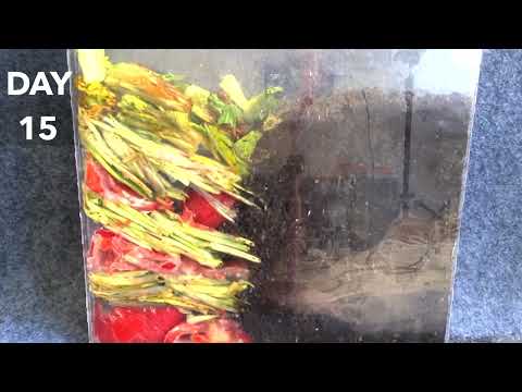Worm bin Timelapse