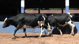 Vídeo 211 - 1ª ETAPA MEGA LIQUIDAÇÃO TOTAL AGROPECUÁRIA MARAJOARA - DIA 4 | GADO GIROLANDO E HOLANDÊS