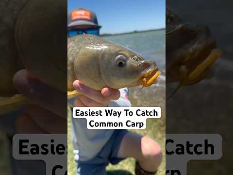 How To Catch Carp! (EASY) #fishing #fishingtips #howto #catch #carp #carpfishing #corn
