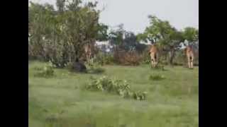 Animaux au parc Niokolo koba