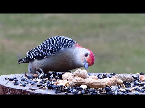 Red-bellied woodpeckers and friends get some lunch in the rain