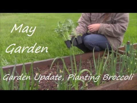 How To Plant Broccoli ~ Raised Bed Gardening ~ How To Start A Garden ~ My Quaint Cottage