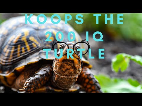 Answer these riddles | Paper Mario TTYD 2