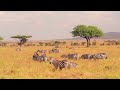 Wildlife Animals Safari Moments Forest Free HD Videos No Copyright Footages