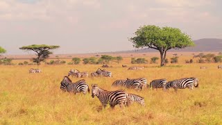 Wildlife Animals  Safari Moments  Forest  Free HD 