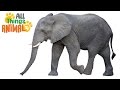 ELEPHANT Animals For Kids All Things Animal TV