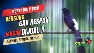 Download lagu Mengatasi murai batu Bengong kurang respon terhadap lawan mp3