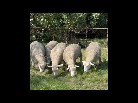 Integrity Livestock Sales