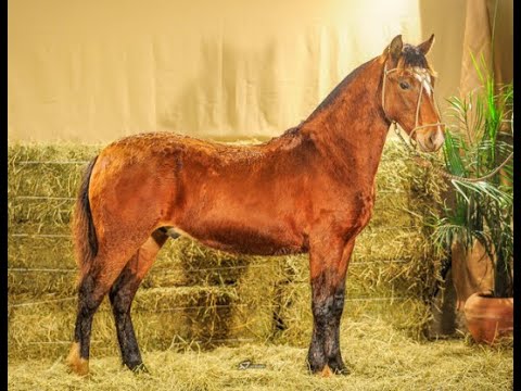 RAMO FEITO CALA BASSA