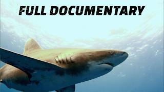 What Happens When You Dive With Sharks?