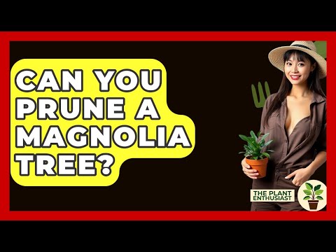 Can You Prune A Magnolia Tree? - The Plant Enthusiast