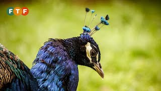 preview picture of video 'Peacock Habitat and Food, Nests, Eggs, Courtship in the Wild'