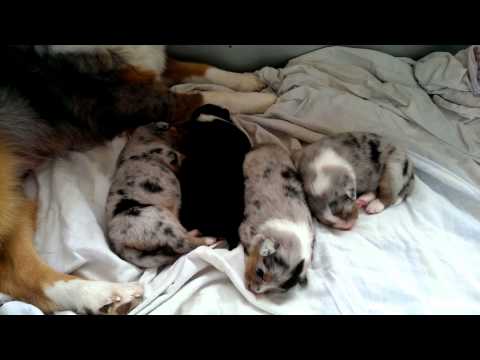 Whipping scene from Moolaade (2004) - Isabella Millard 