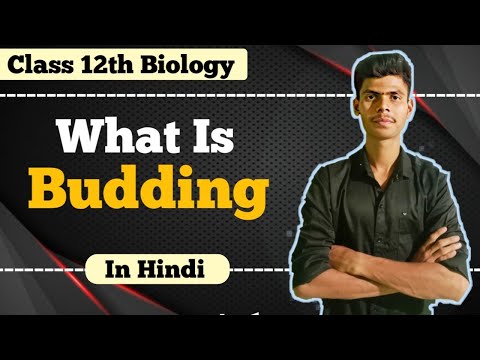 What is Budding | Budding In Hydra | Asexual reproduction: Budding