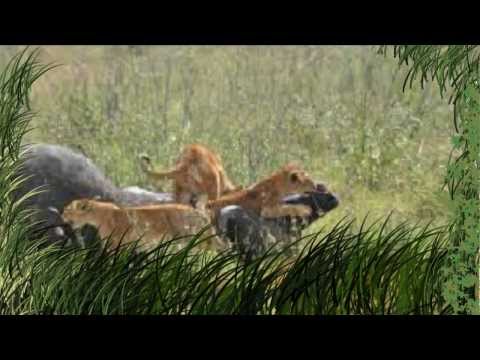Lions attack on Buffalo