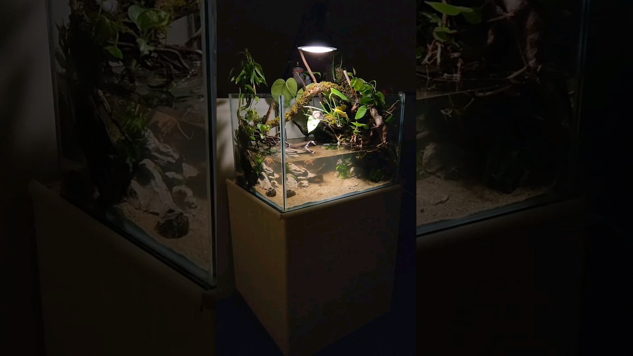 Creating Rimless Paludarium | The Root River 🌿