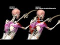 Battling Ropes Muscles Worked - Cavemantraining Battling Ropes Muscles Worked