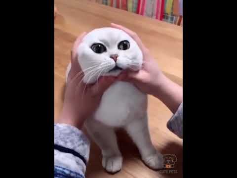 cats videos #cats #shorts #catfish (2)