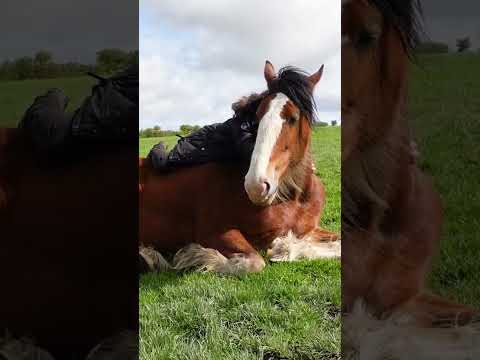 , title : 'Clydesdale Cuddles! 🥰🐴'