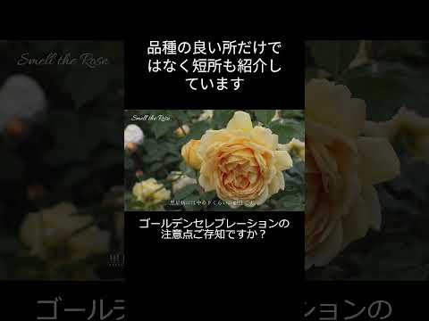目的や条件に合わせて、屋外用のつる性の花はどれを選べばいいのでしょうか？  庭園