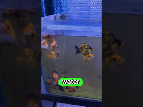 Culling some of my Ryukin Goldfish fry before I grow them out #animals #aquarium #goldfish