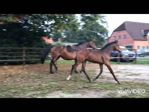 Typvolles Hengstfohlen von Ogano