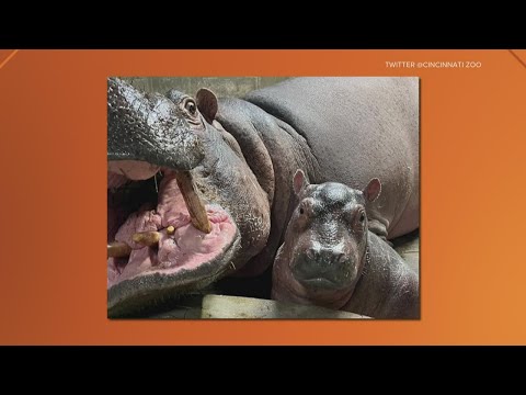 It's official, Fiona-the-hippo's baby brother's name is 'Fritz'