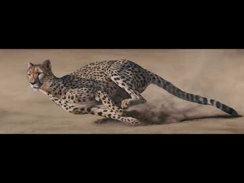 A timelapse of my cheetah painting (oil on canvas).