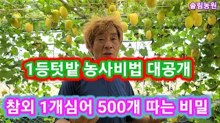 참외 1개심어 500개따는 1등텃밭비법 대공개 ~주말농장,귀농귀촌,전원일기,