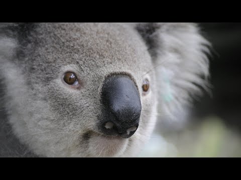 Will Heaven Ft. Junior Paes - We Can Do It Right thing (Official Video)