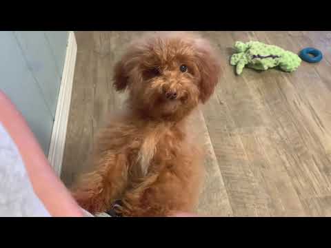 Luke the adorable toy poodle