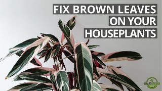 How To Fix Brown Leaves On Houseplants - Step By Step Guide